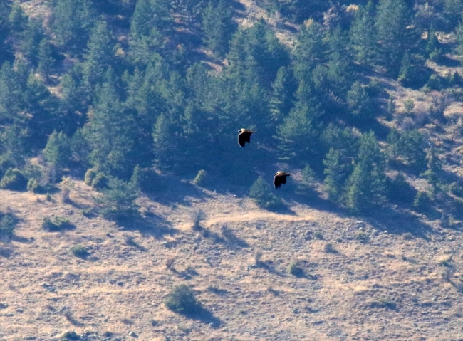 Bolu'da yeni kara akbaba kolonisi tespit edildi